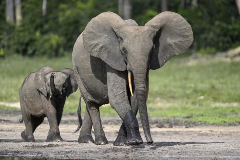 African forest elephants (Loxodonta cyclotis) in the Dzanga Bai forest clearing, Dzanga-Ndoki