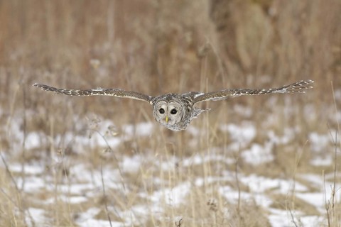 Barred Owl (Strix varia) flying, Ontario, Canada