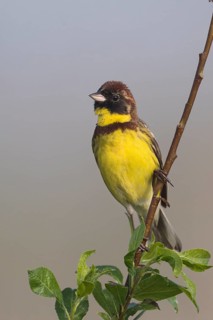 Yellow-breasted Bunting - Weidenammer - Emberiza aureola ssp. aureola, Russia, 1st S male
