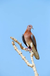 Palm Pigeon, Senegal Pigeon, (Streptopelia senegalensis), Animals, Birds, Pigeons Oman, Wadi Al
