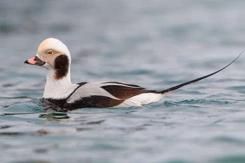 Long-tailed Duck (Clangula hyemalis) male, Finnmark, Norway
