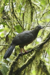 Sickle-winged Guan (Chamaepetes goudotii), Ecuador