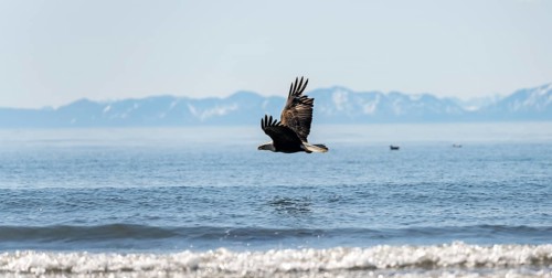 Bald eagle (Haliaeetus leucocephalus) in flight, Anchor Point at Cook Inlet, white mountain peaks