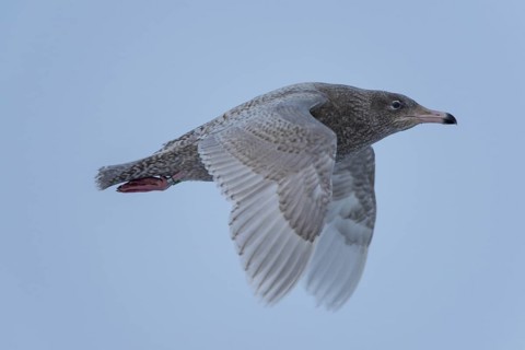 Glaucous Gull (Larus hyperboreus) juvenile flying, Schleswig-Holstein, Germany
