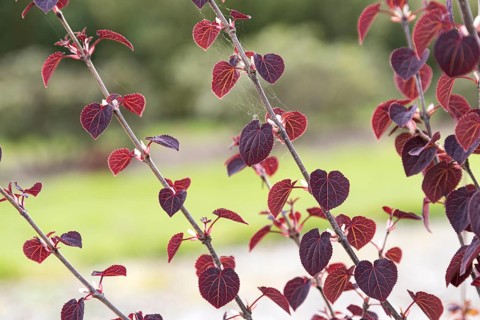 Cake tree (Cercidiphyllum japonicum 'Rotfuchs'), Saxon State Office for the Environment, Germany