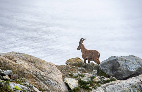 Alpine ibex (Capra ibex) male, in front of glacier, Bernese Alps, Bernese Oberland, Switzerland