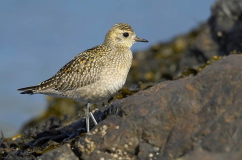 American Golden Plover (Pluvialis dominica), British Columbia, Canada
