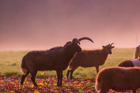 A small group of Jacob sheep (Ovis ammon F. aries) stands at sunrise on a meadow