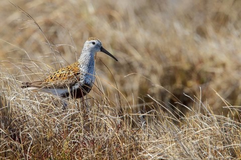 Dunlin (Calidris alpina) on the tundra near Churchill, Manitoba, Canada