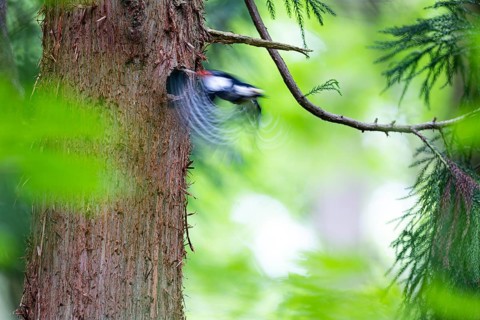Great spotted woodpecker (Dendrocopos major), female leaving the nesting cavity, Bad Homburg,