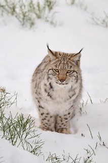 Eurasian lynx (Lynx lynx) sitting in a snowy forest in winter, Bavaria, Germany