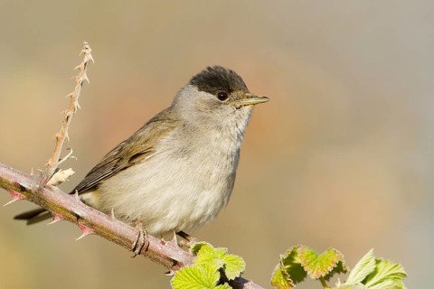 Eurasian Blackcap (Sylvia atricapilla) male perched on a branch, Baden-Wuerttemberg, Germany