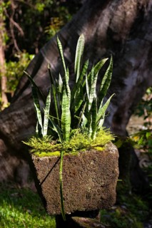 Aloa Vera plant in sunlight, flora, plant, decoration, vegetation, tropics, tropical