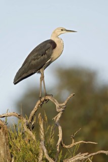 White-necked Heron (Ardea pacifica), Western Australia, Australia