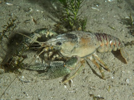 An American crayfish (Faxonius limosus), invasive species, moves over the sandy bottom in a body of