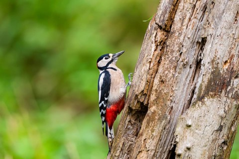 Great spotted woodpecker (Dendrocopos major) sitting on an old wrotten tree trunk in late summer,
