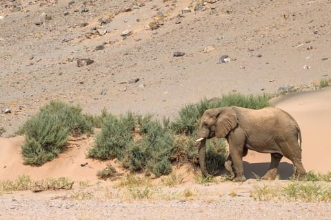 Desert elephant (Loxodonta africana) in front of a dune in the Huab dry river, Damaraland, Kunene