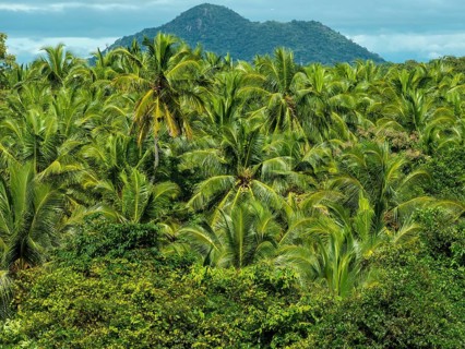 Green palm trees and dense palm grove, Sri Lanka