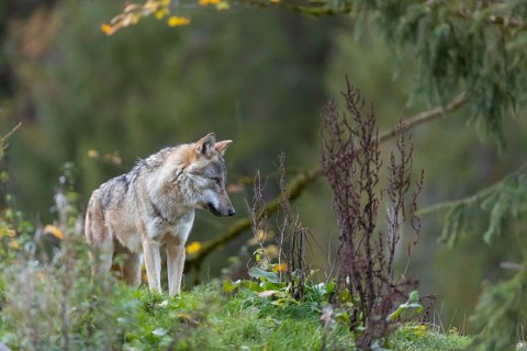 One eurasian gray wolf (Canis lupus lupus) standing on a hill, observing the area. A green forest