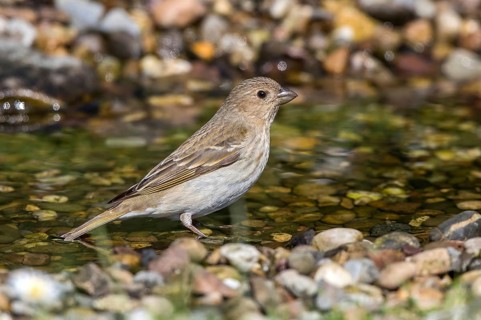 Common Rosefinch (Carpodacus erythrinus) female at a creek, Mecklenburg-Western Pomerania, Germany