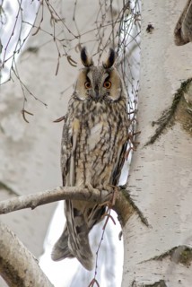 Asio otus, long-eared owl, long-eared owl, birds, cat owl, owls, high size, portrait format, leo,