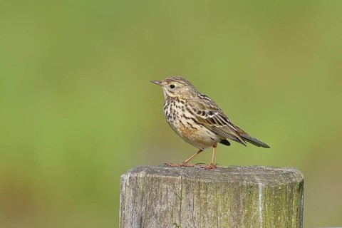 Meadow pipit (Anthus pratensis), on a pasture fence post, Ochsenmoor, Dümmer See, Hüde, Lower