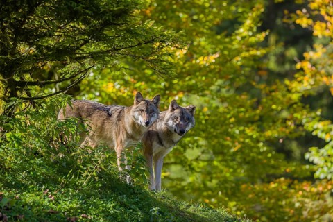 Two eurasian gray wolves (Canis lupus lupus) stand on a hill, observing the area. A forest in fall