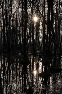 Alder swamp forest in early spring, with high water level, Bottrop, Ruhr area, North