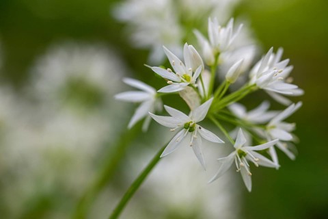 Alliaceae, Allium ursinum, wild garlic, garlic spinach, leeks, leeks, ramsen garlic, wild herre,