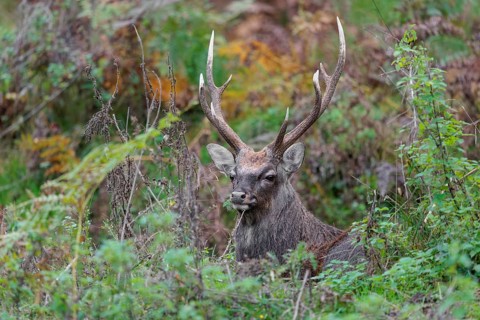A sika deer stag (Cervus nippon) rests in hilly terrain in a clearing overgrown with ferns