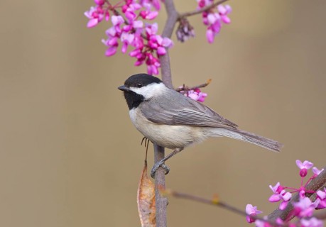 Carolina Chickadee (Poecile carolinensis), Ohio, USA