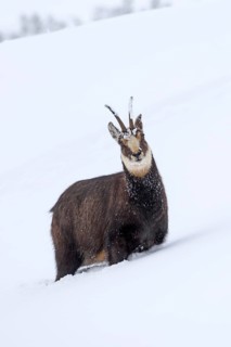 Animals, mammals, chamois, chamois in a winter landscape, (Rupicapra rupucapra), Alps, Italy, Alps,