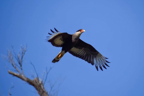 Free-living crested caracara (Caracara plancus) in flight, Buenos Aires, Argentina