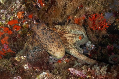 Octopus, Common Octopus (Octopus vulgaris), among colourful false corals under water, dive site Cap