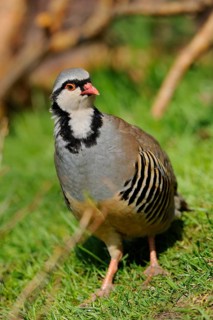 A grey partridge stands at attention in a green meadow, rock partridge (Alectoris graeca), captive