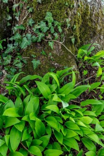 Wild garlic (Allium ursinum), leaves, wild garlic leaves, wild, tree, tree trunk, spring, Kochel,
