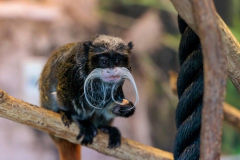 Emperor tamarin (Saguinus imperator) monkey with a large curly mustache at the Chattanooga Zoo in