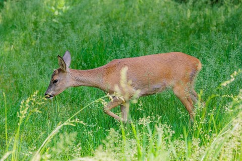 A female roe deer (Capreolus capreolus) crosses a green meadow. Bavaria, Germany