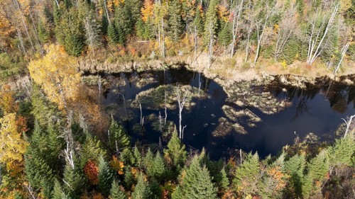 Beaver pond. Boreal forest. Fall season. Region of La Mauricie. Province of Quebec. Canada