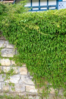 Self-climbing vine (Parthenocissus quinquefolia var. engelmannii), Federal Republic of Germany
