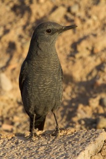 Blue Rock Thrush (Monticola solitarius) juvenile, Morocco