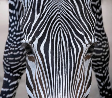 Zebra (Hippotigris)