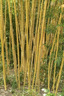 Golden flat bamboo (Phyllostachys aurea 'Koi'), Schloss Dyck, Germany