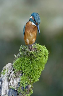 Common Kingfisher (Alcedo atthis) juvenile male, Netherlands