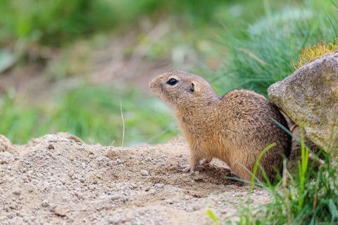A fully grown ground squirrel (Spermophilus citellus) sits on gravel next to green vegetation on a