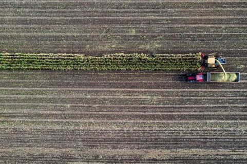 Maize harvest, combine harvester, chopper works its way through a maize field, the silage is pumped