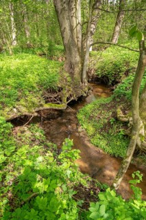 Germany, Greiz, Hegebachtal, Hundhaupten, Thuringia, Thuringia, riparian forest, stream, brook,