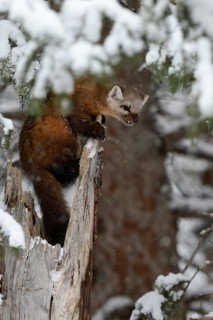 American Marten (Martes americana) climbing in tree, Yellowstone National Park, USA