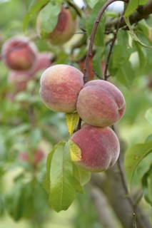 Prunus persica 'Kernechter vom Vorgebirge', Anchers Havecenter, Marquardt, Brandenburg, Germany