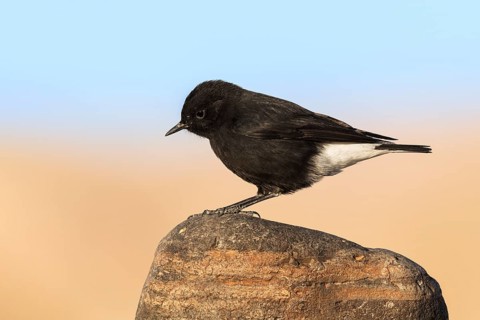 Mourning Wheatear (Oenanthe lugens warriae) perched on a stone, Eilat, Israel